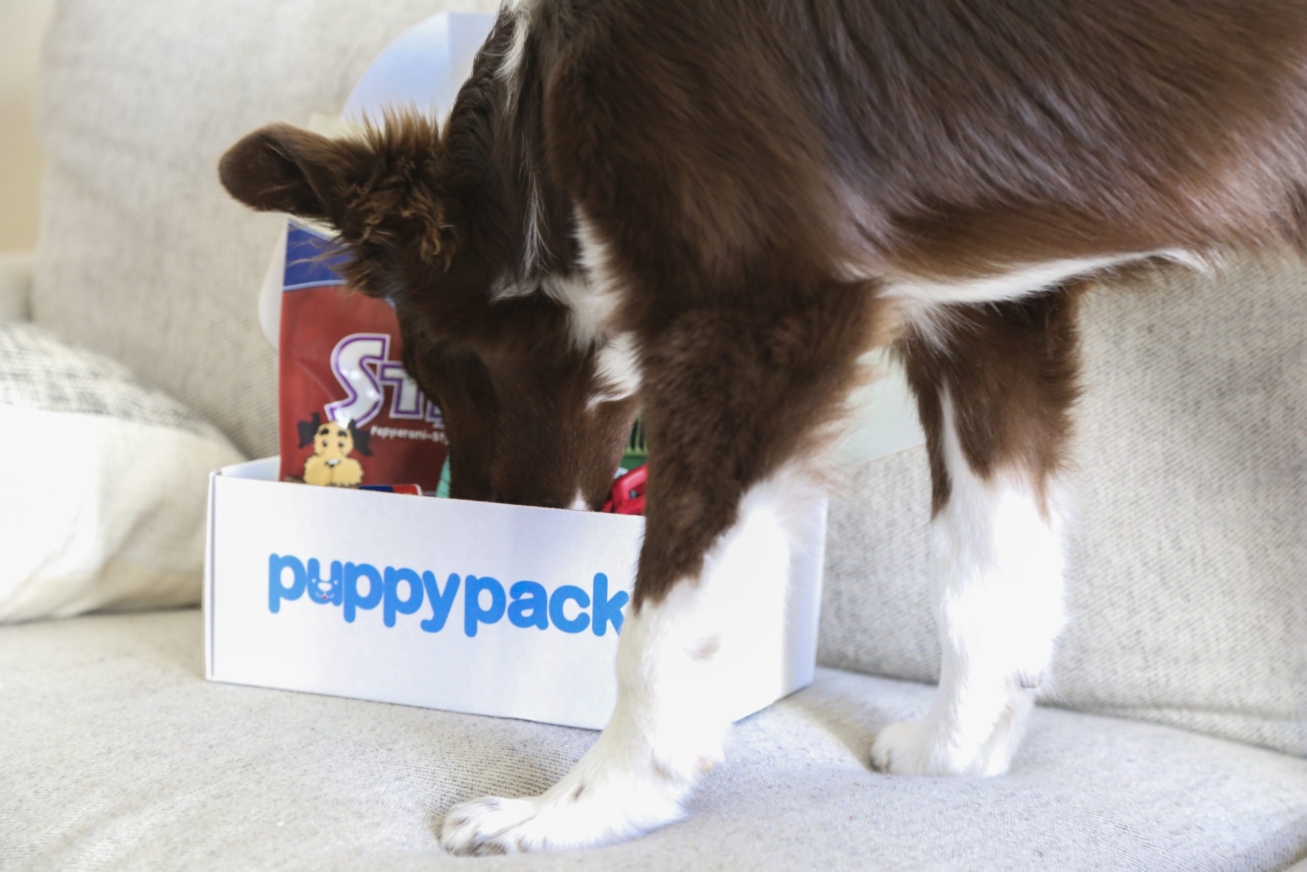 lifestyle photo dog supply